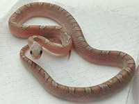 Zbożówka, wąż zbożowy. Odmiana: Hypo Pewter Pied Sided (10% TANIEJ)