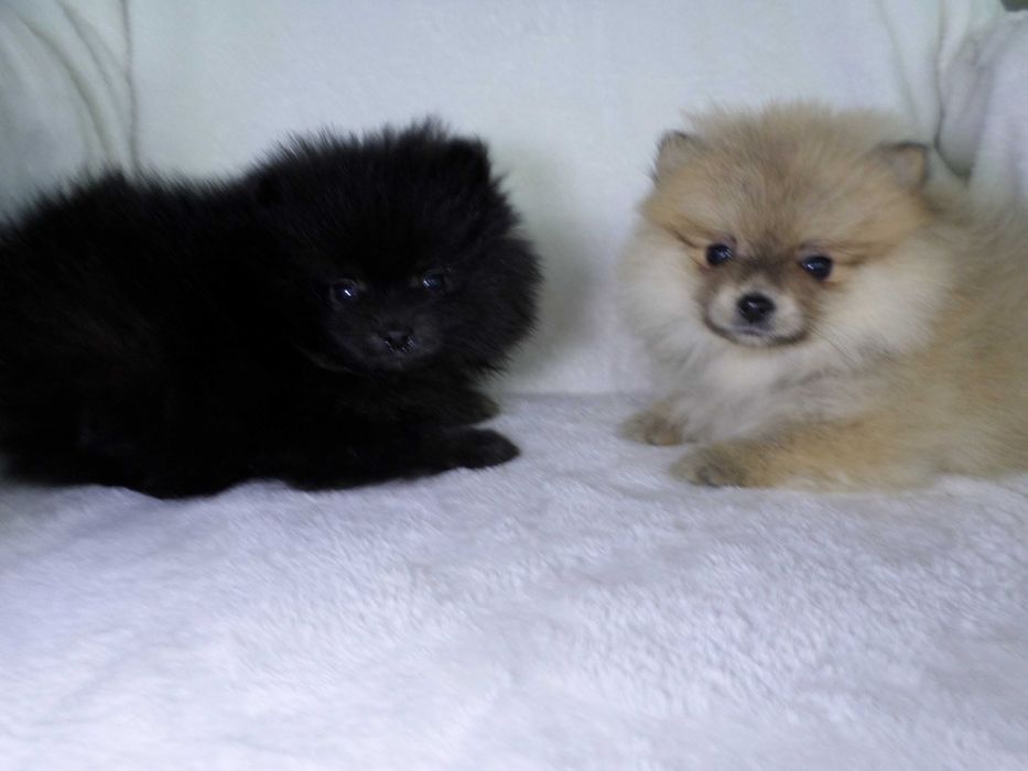 Szpic miniaturowy puchaty  piesek