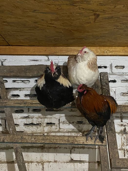 Півні Фавероль (також Маран, Амераукана, чубаті, бородаті, декор)