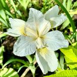 Irys syberyjski Biały 'White Swirl' W DONICZCE (Iris) Kosaciec