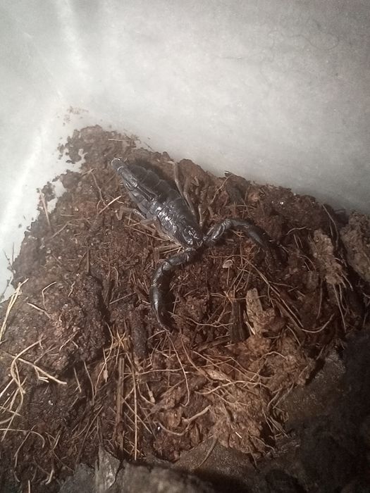 Dwa skorpiony C.nigrimanus i N.grandis