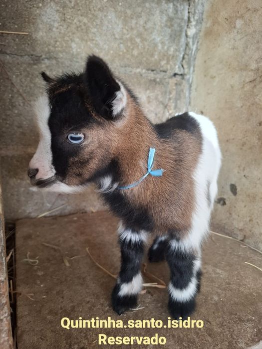 Cabras Micro Anãs - Mini Cabras (30 a 45cm)