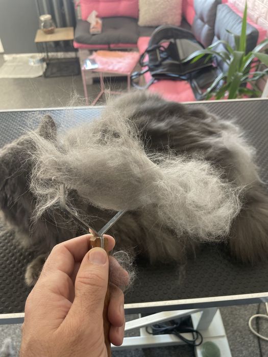 Експрес линька | Грумінг | Лівий берен