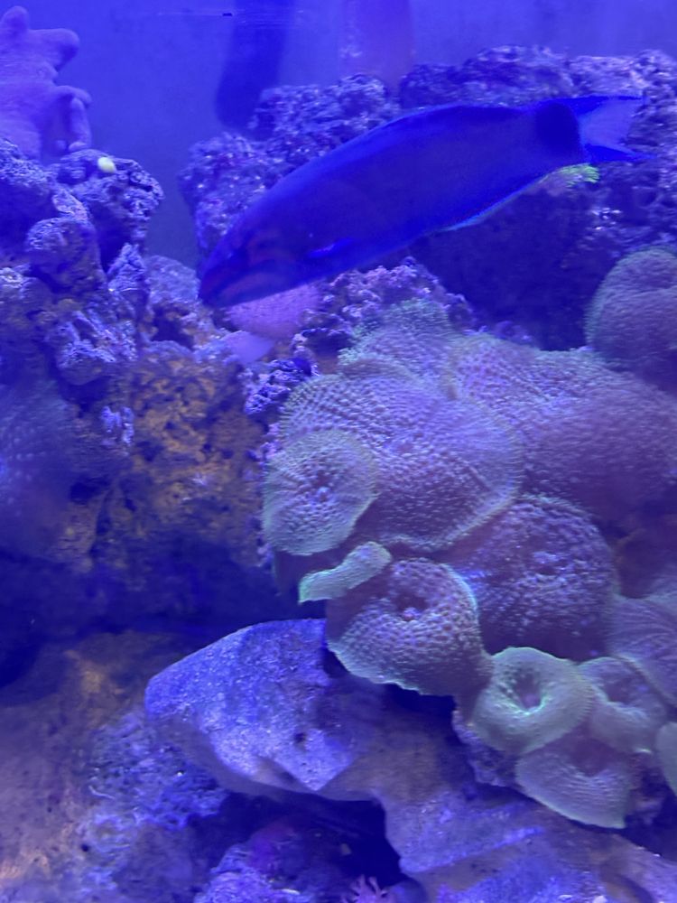 Thalassoma lunare