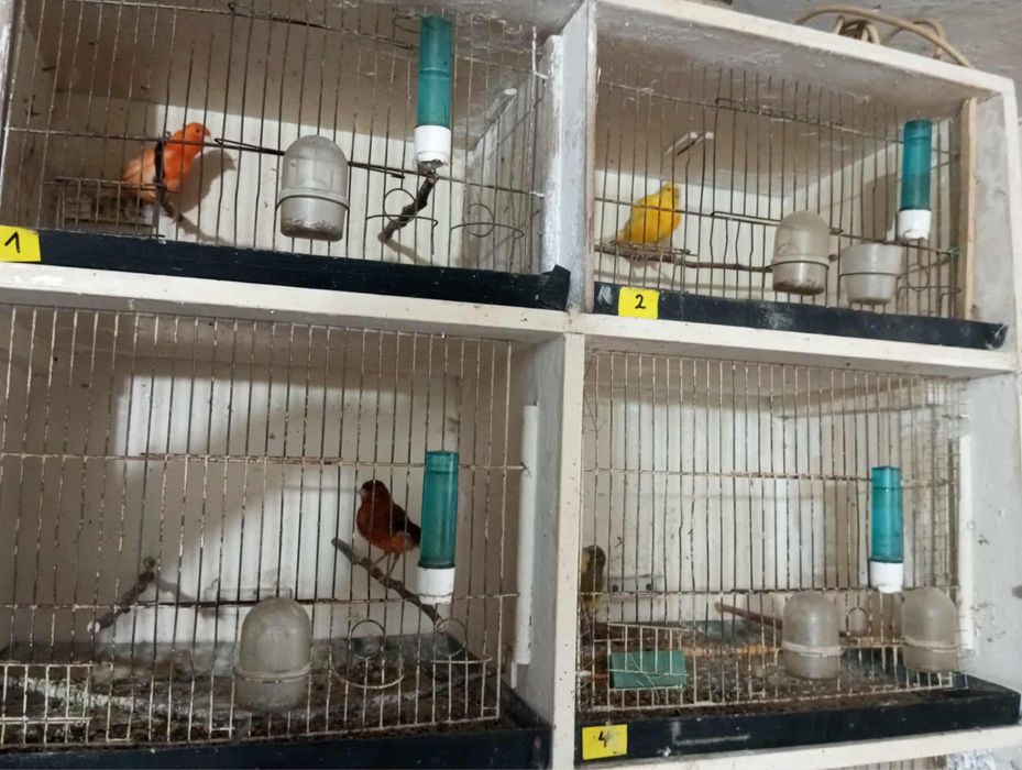 Ptaki kanarki różne