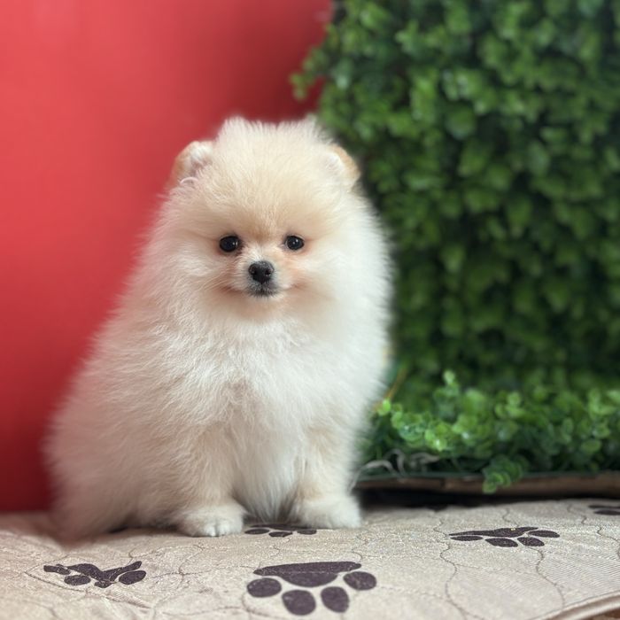 шикарний хлопчик шоу класу.