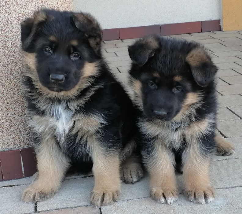 Owczarek niemiecki krótkowłosy fci