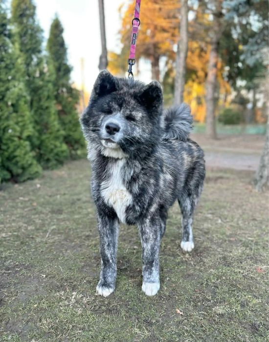 Akita - pręgowane szczenię na sprzedaż ZKWP / FCI