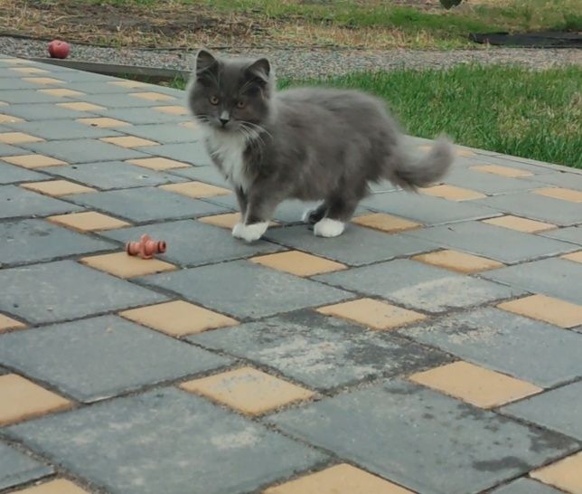 Кошенята у добрі руки