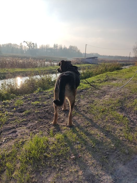 Dzielny Tabs szuka domu