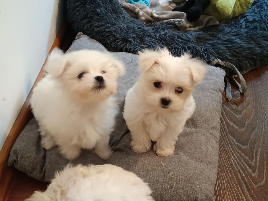 Maltańczyk, maltańczyki z metryczkami piesek