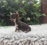 Chihuahua krotkowlosa xxs