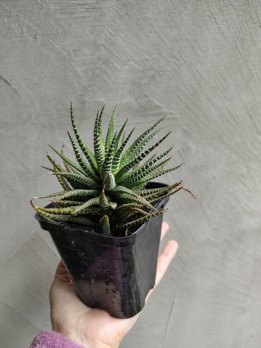 Неприхотливый Суккулент Хавортия