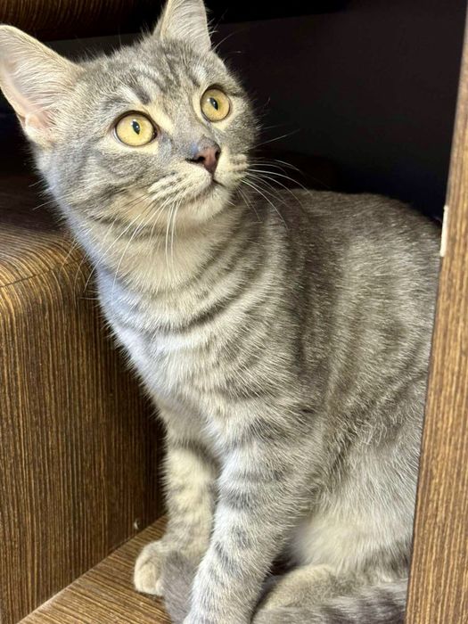 Кошенята,5 міс,оброблені від бліх,глистів,вакциновані,ходять на лоток