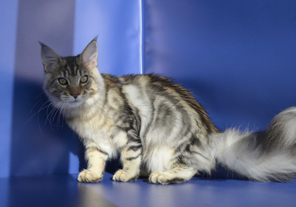 Мальчик Лаки 6 мес. Мейн кун.