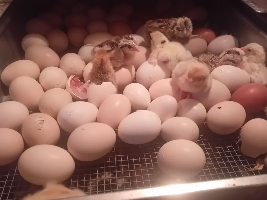 Araucana,silka,marans,australorp,chabo ,kochin miniaturowy