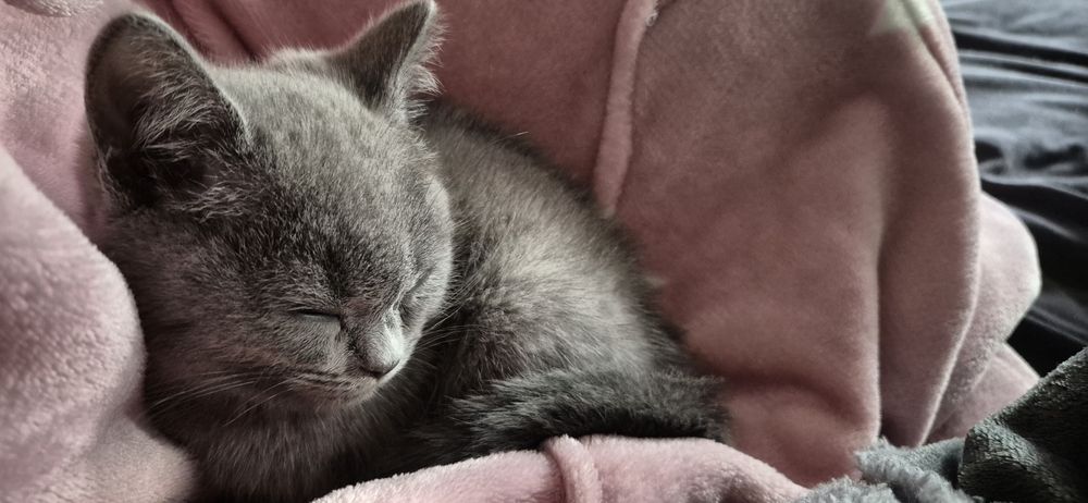 Kocurek brytyjski niebieski