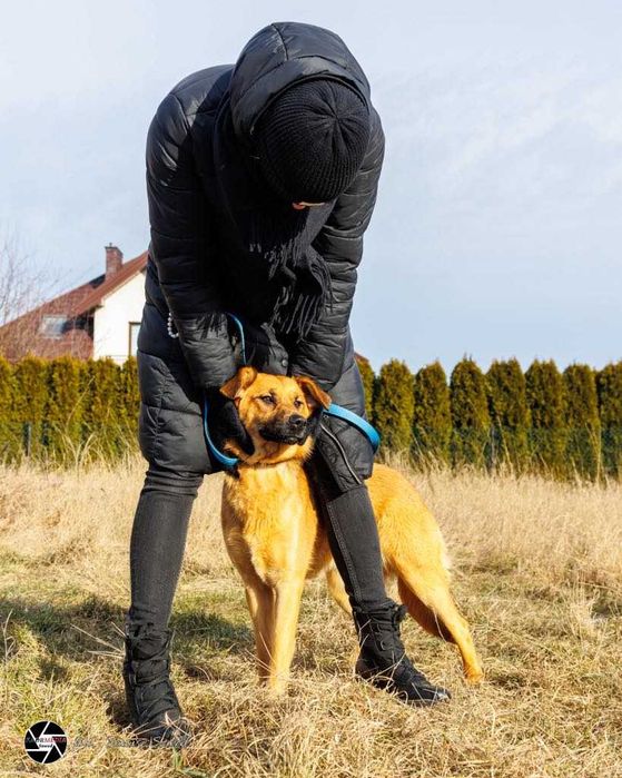 Kochana Pepsi w wieku 10 miesięcy szuka domu