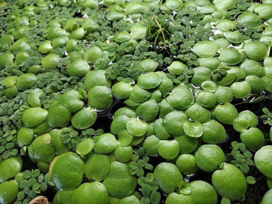 Limnobium i Salvinia Natans