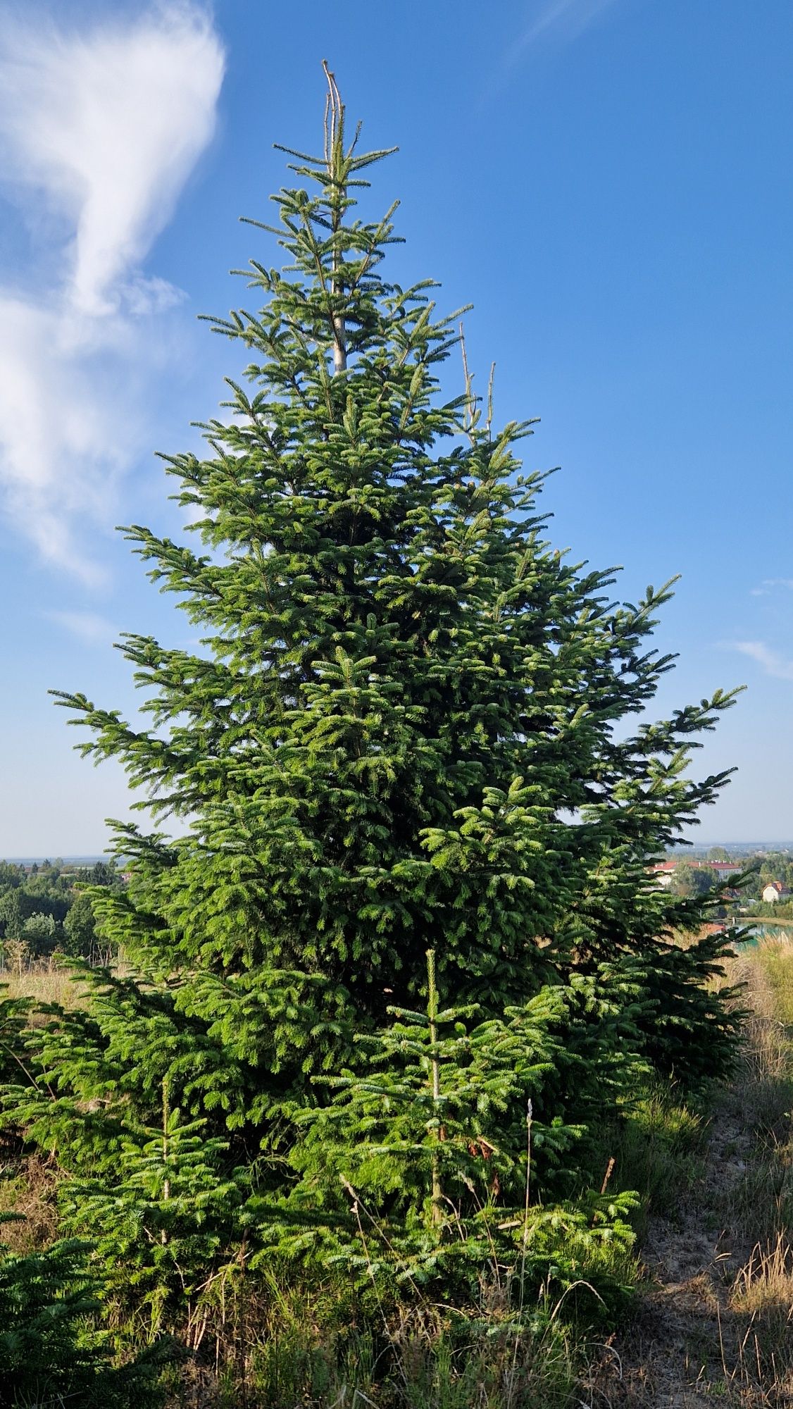 Jodla kaukaska 200-270cm 55 zl producent choinki