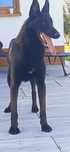 OWCZAREK Belgijski Malinois FCI