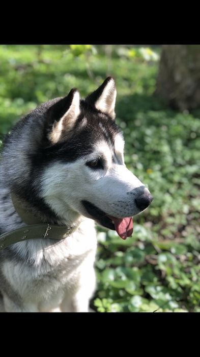 Красивий хлопчик Хаскі шукає дівчинку