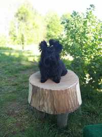Yorkshire terrier Black Armanii