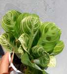 Maranta Light Veins