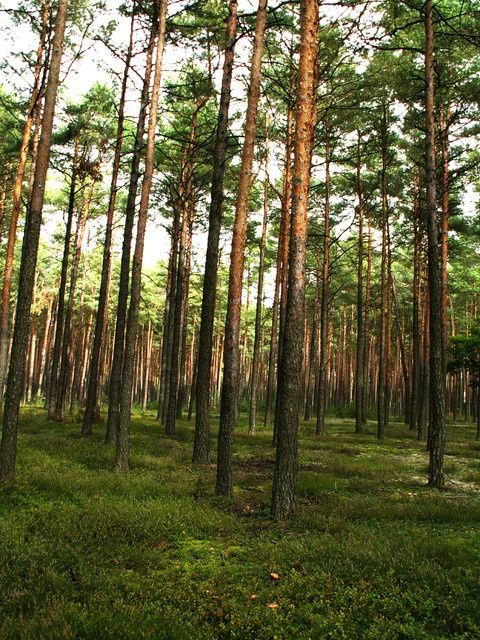 Sprzedam Las sosnowy