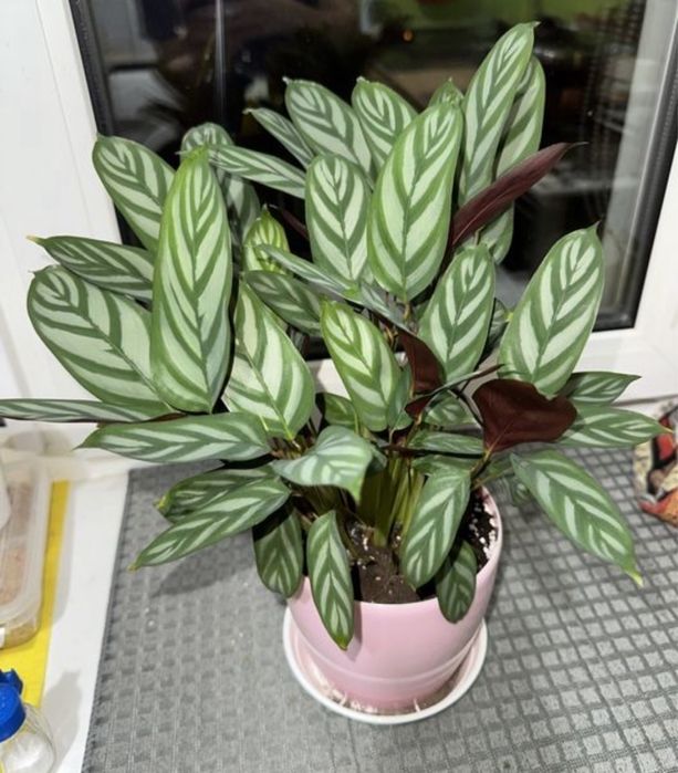 Калатея.  Лаванда / Лавандин. квіти для дому