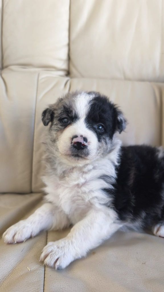 Border Collie Blue Merle fêmea