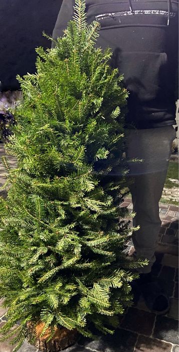 Ялинка плетена , ялинка з живих гілок, жива ялинка, сосна, ялинка