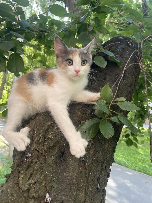 Отдам котенка трехцветку, 3 месяца, девочка