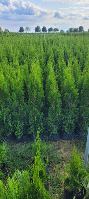 Tuja Smaragd 160 cm tuje 140 novita szmaragd brabant laurowiśnia płock