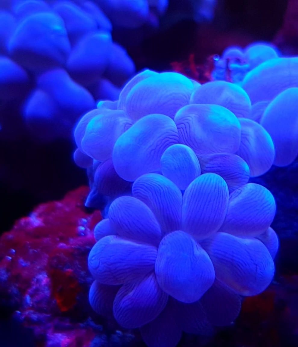 Plerogyra blue. Koralowiec LPS . Akwarium morskie
