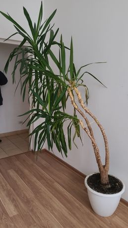 Пальма Юка, кімнатна пальма, вазон пальма