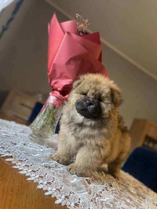 Piesek chow chow!