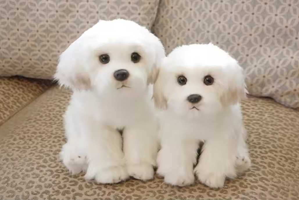 Куклы- Собаки Мальтийские PADDI Мягкие Нано/ Собаки Malzis Puppy Плюш