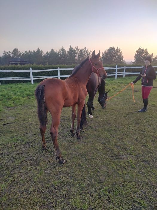 Sprzedam Ogieka z Maja tego roku
