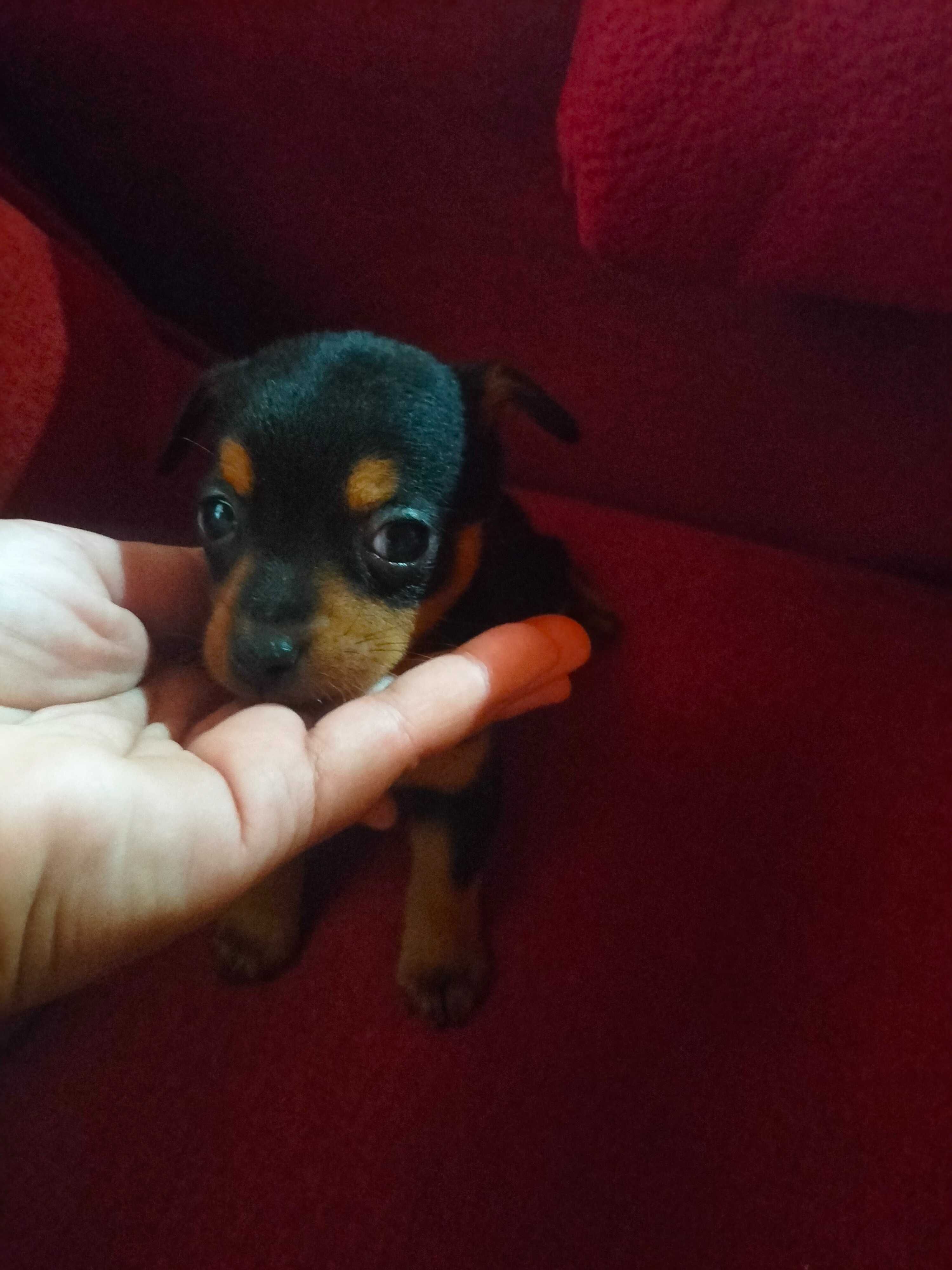 Pinscher fêmea linda