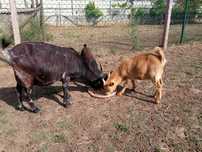 Cabras anãs bem estimadas