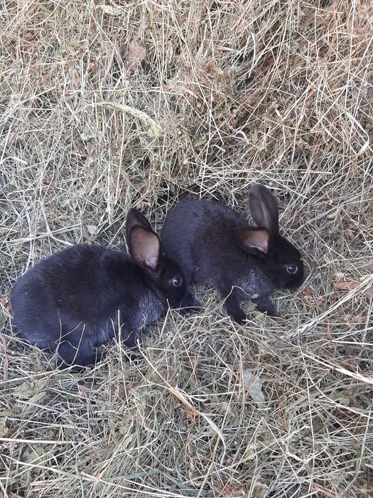 Кролик  проди полтавське срібло