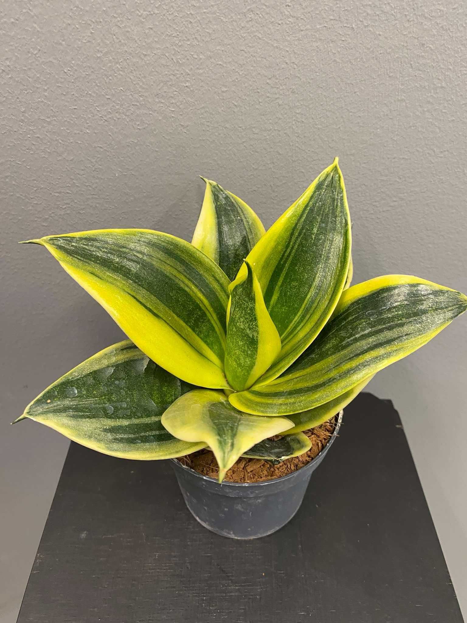 Sansevieria trifasciata 'Hahnii' Flaming