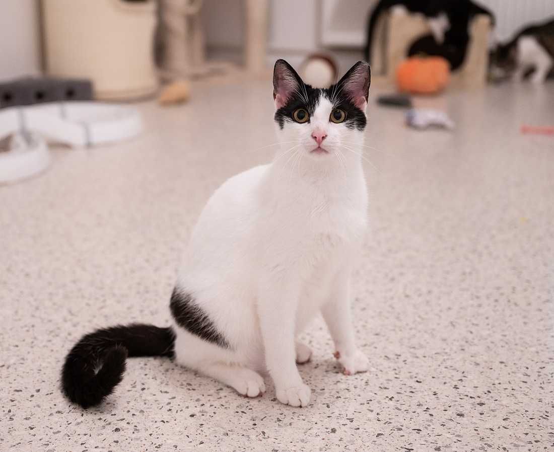 Paluszek do adopcji