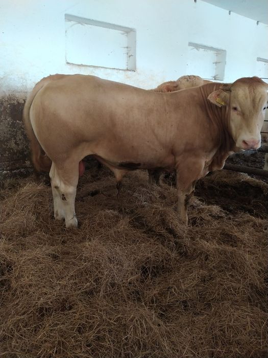 Byki mięsne Blonde d Aquitaine 100 % rasy Pod oceną