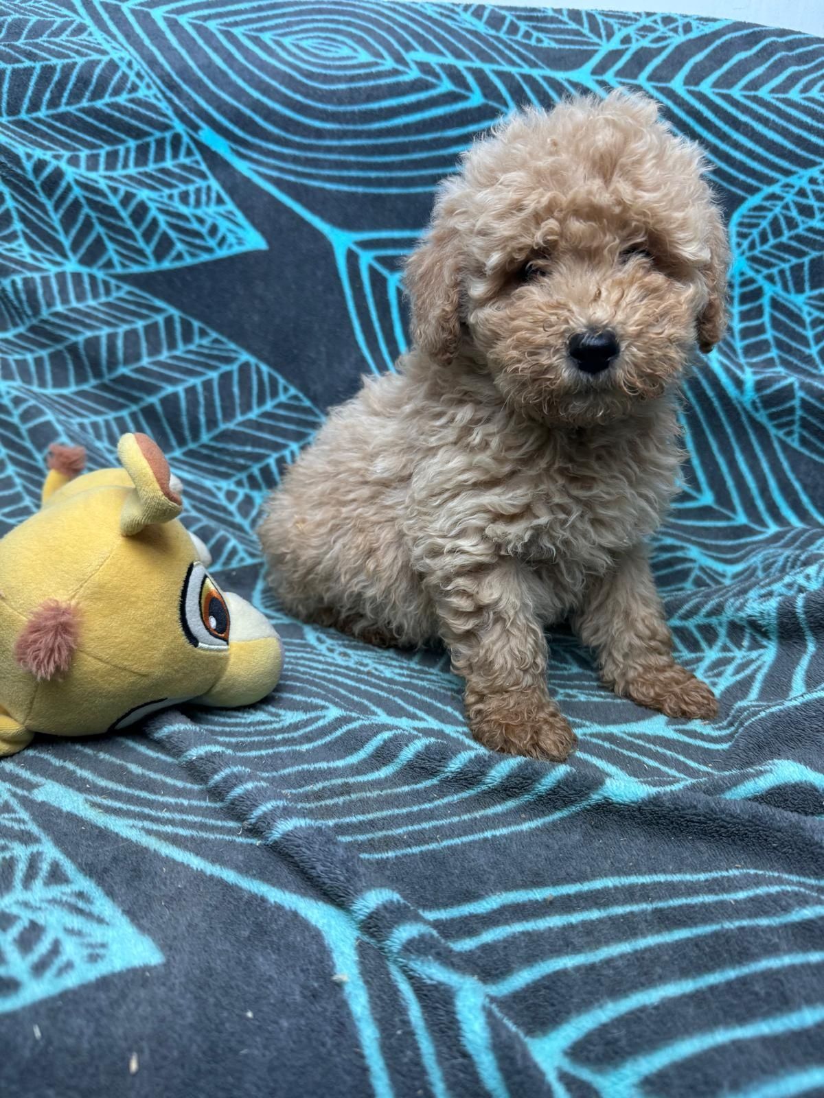 maltipoo szczeniak
