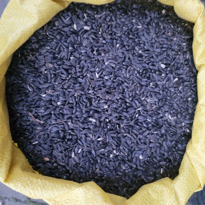 Słonecznik czarny 25kg zbiór 2025 dla ptaków