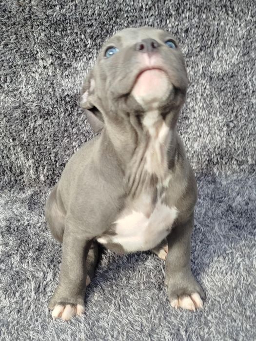 Piękny mocny Amstaff