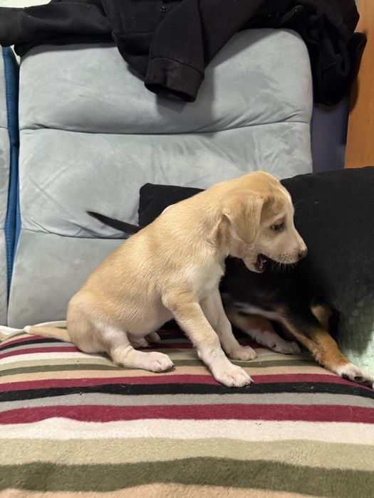 Szczeniaki do oddania za 6-8 tygodni