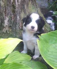 Border Collie FCI,  szczeniak, piesek